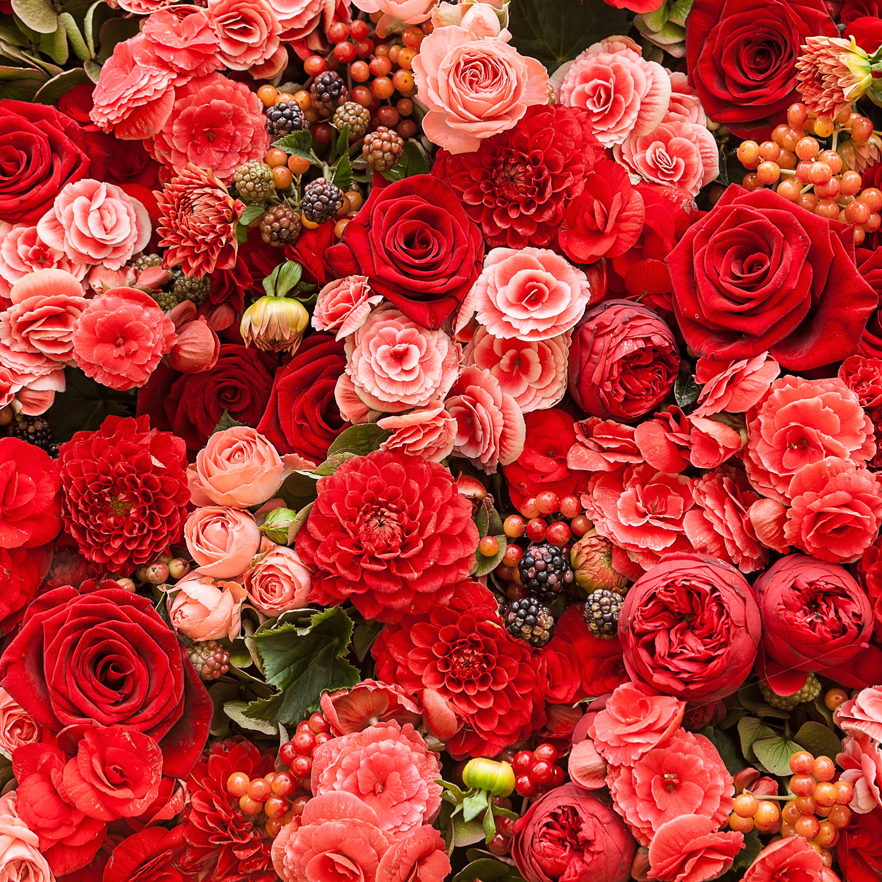 haus rote rose joyklub haus rote rose joyklub