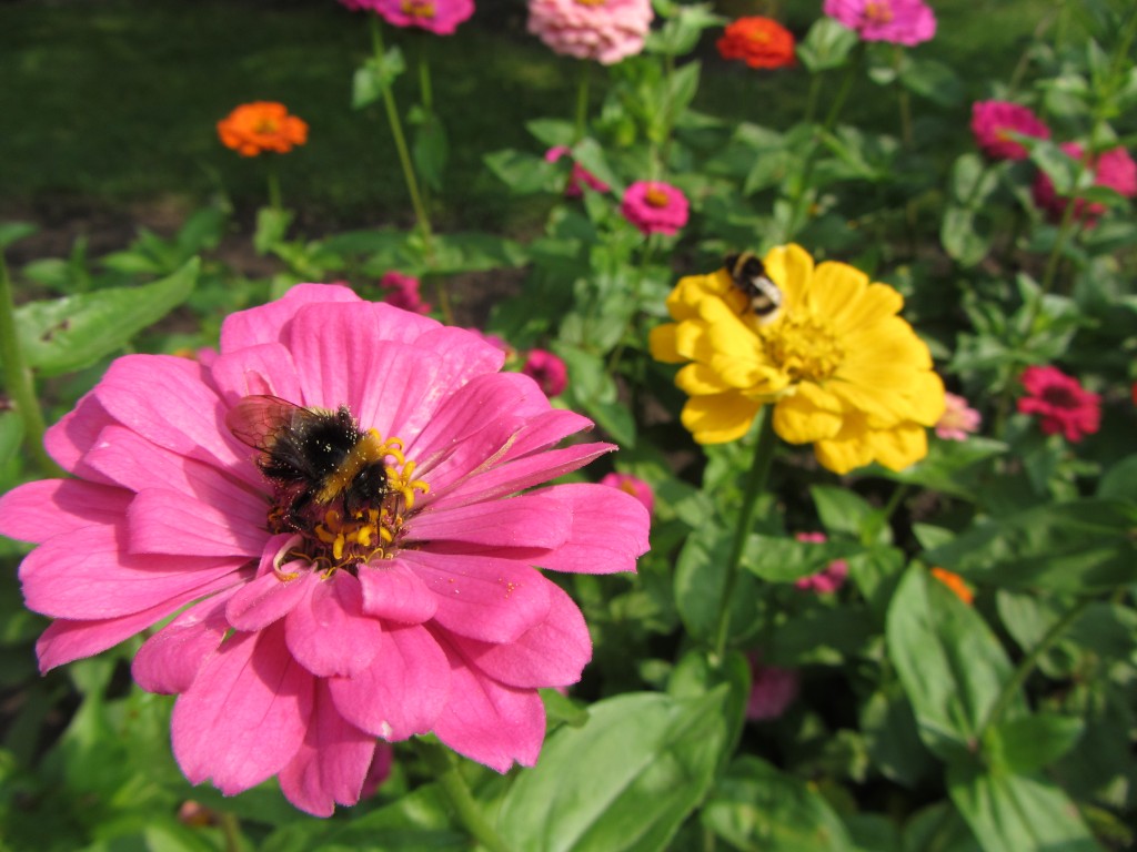 Delbrück Blumenwiese mit Biene