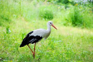  (Pavlo Burdyak/Shutterstock.com) Vogelpark Heiligenkirchen in der Nähe vom Hotel 